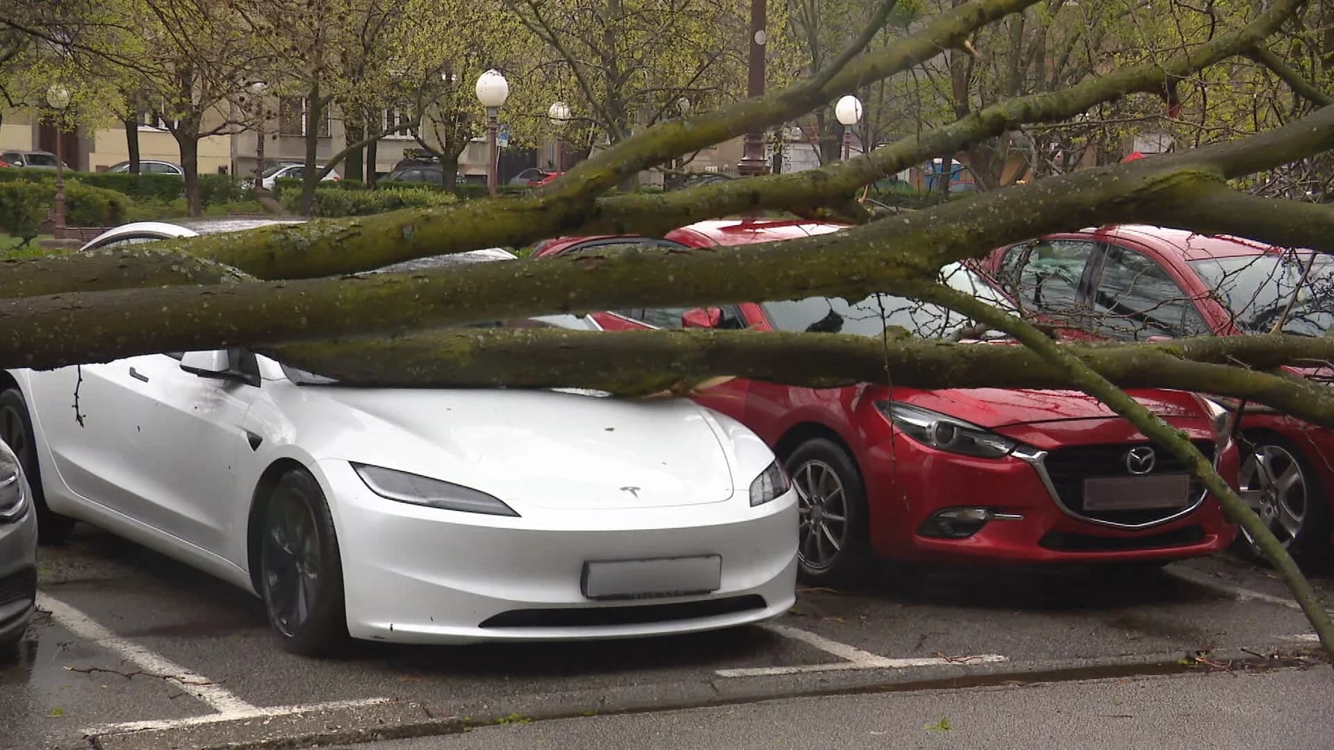 Nevrijeme u Zagrebu: Pala stabla oštetila automobile, evo što učiniti