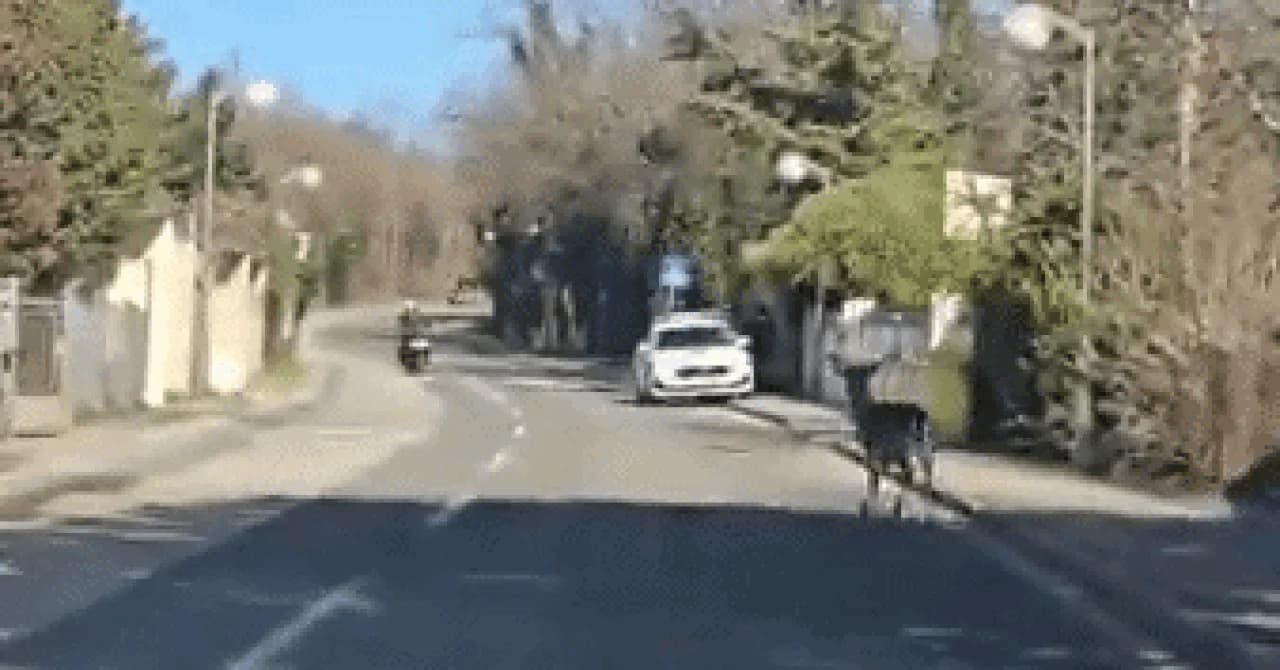 VIDEO: Mladi jelen uskočio pred skuter na Pantovčaku, snimka postala viralna